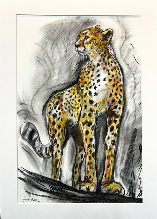 Gepard